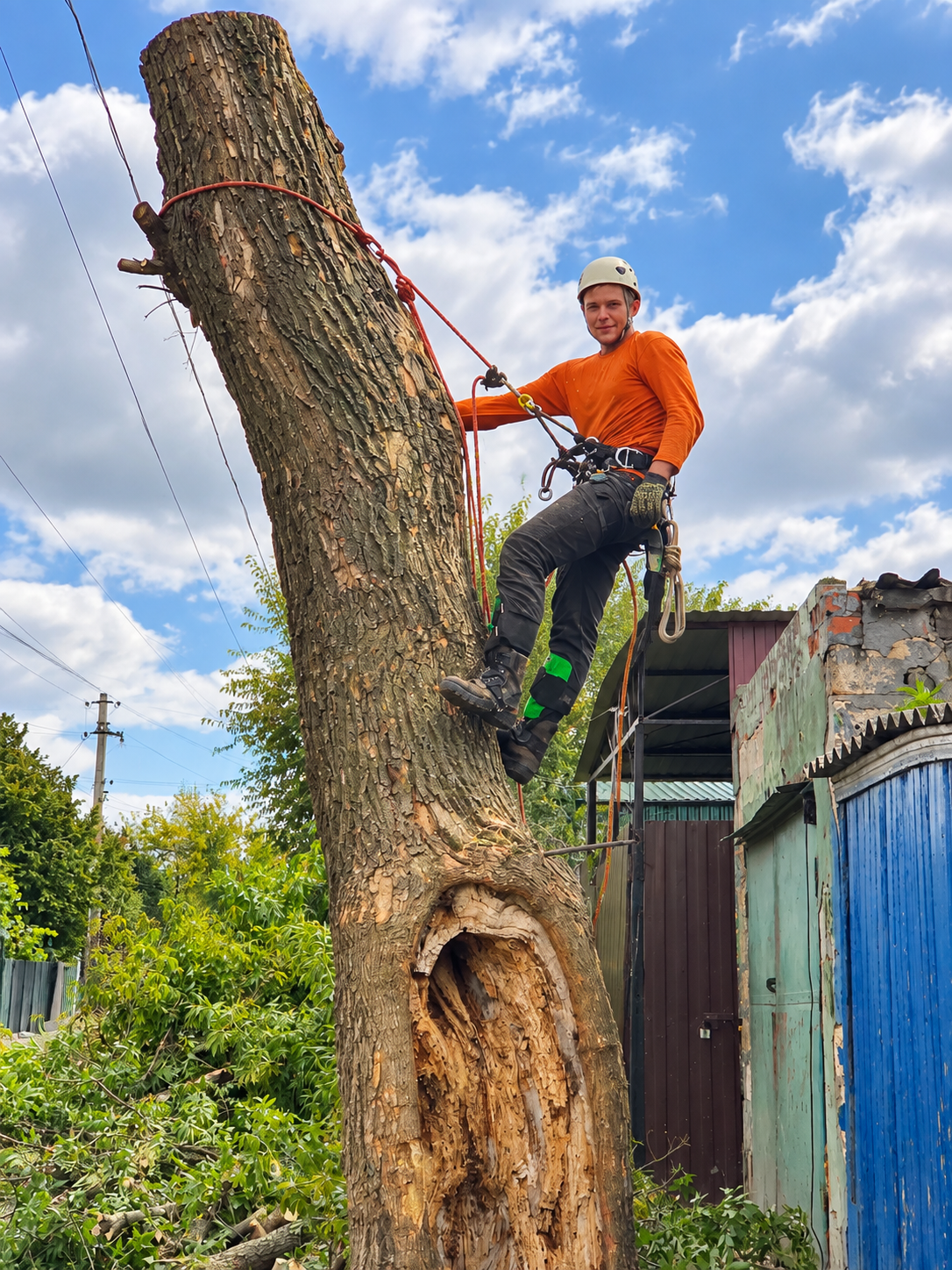 Arborysta podczas pracy na drzewie – ArboPrime Wrocław