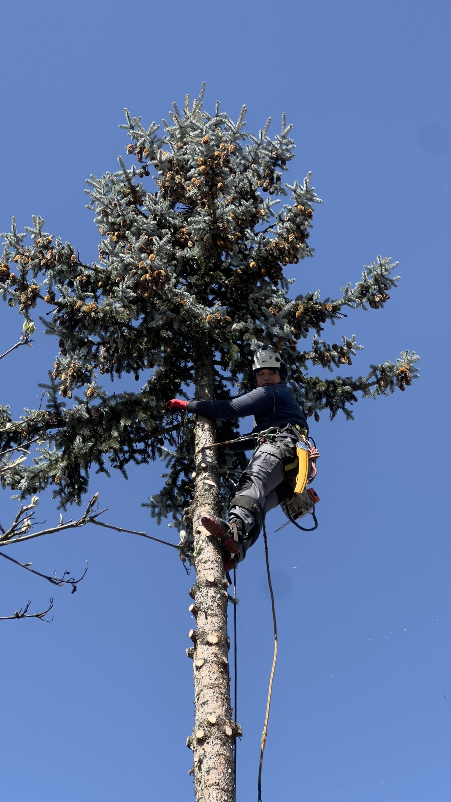 Arborysta podczas pracy wysokościowej na drzewie – ArboPrime Wrocław