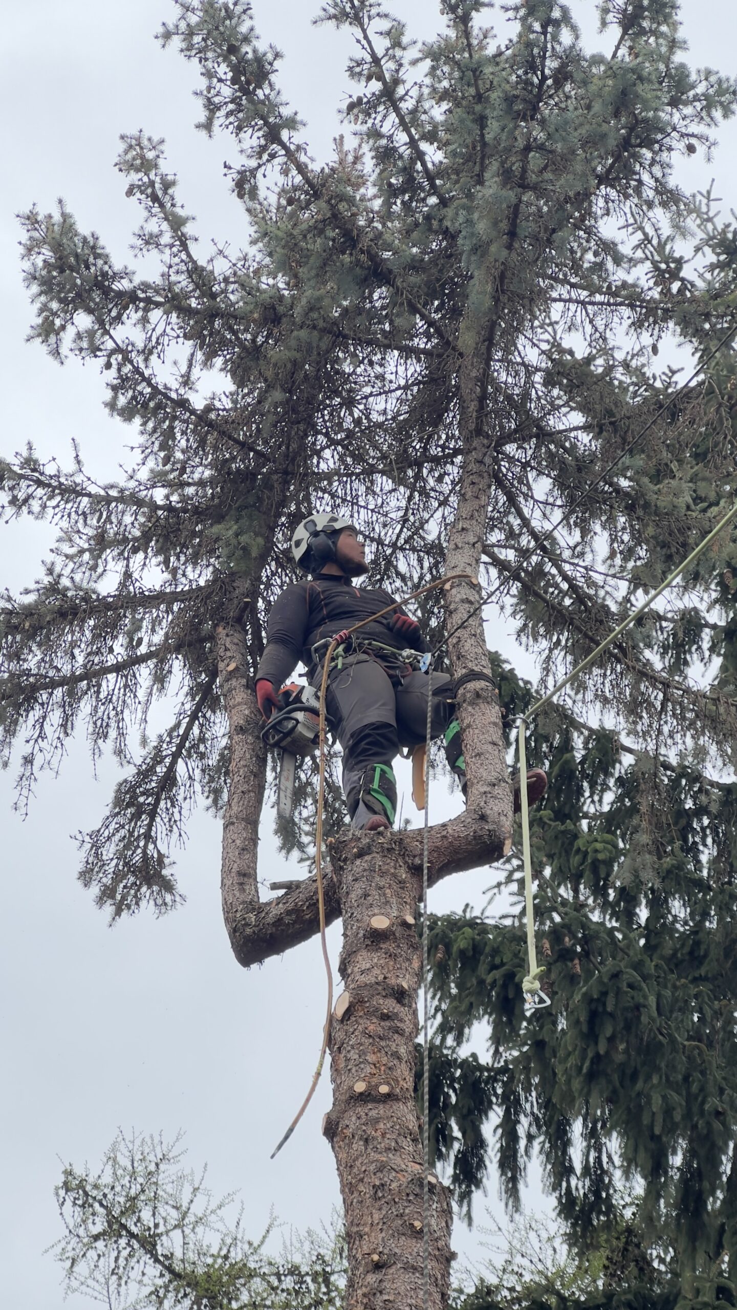 Sekcyjne usuwanie drzewa podczas prac arborystycznych