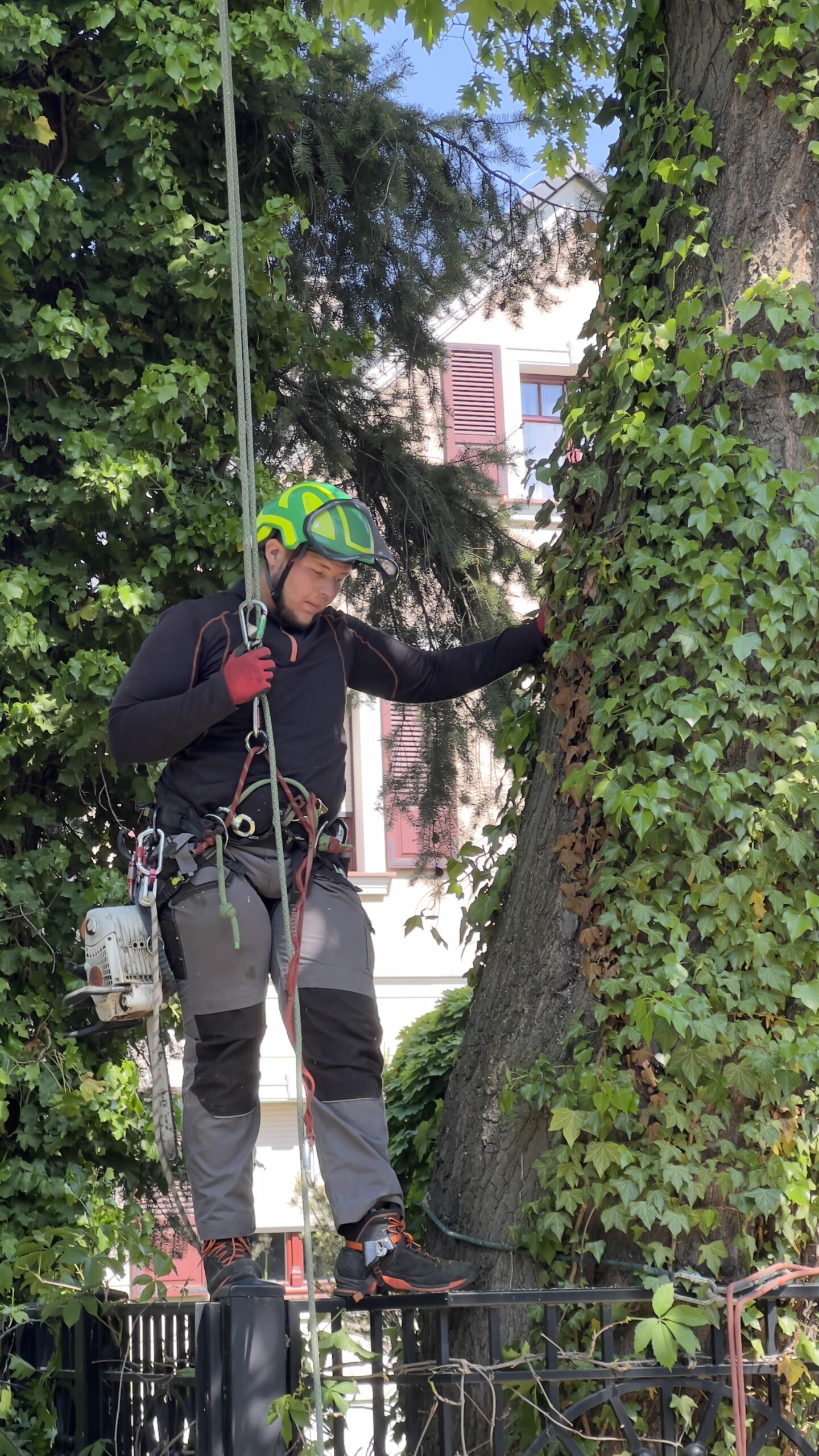 Arborysta ze sprzętem do pracy linowej przy drzewie – ArboPrime