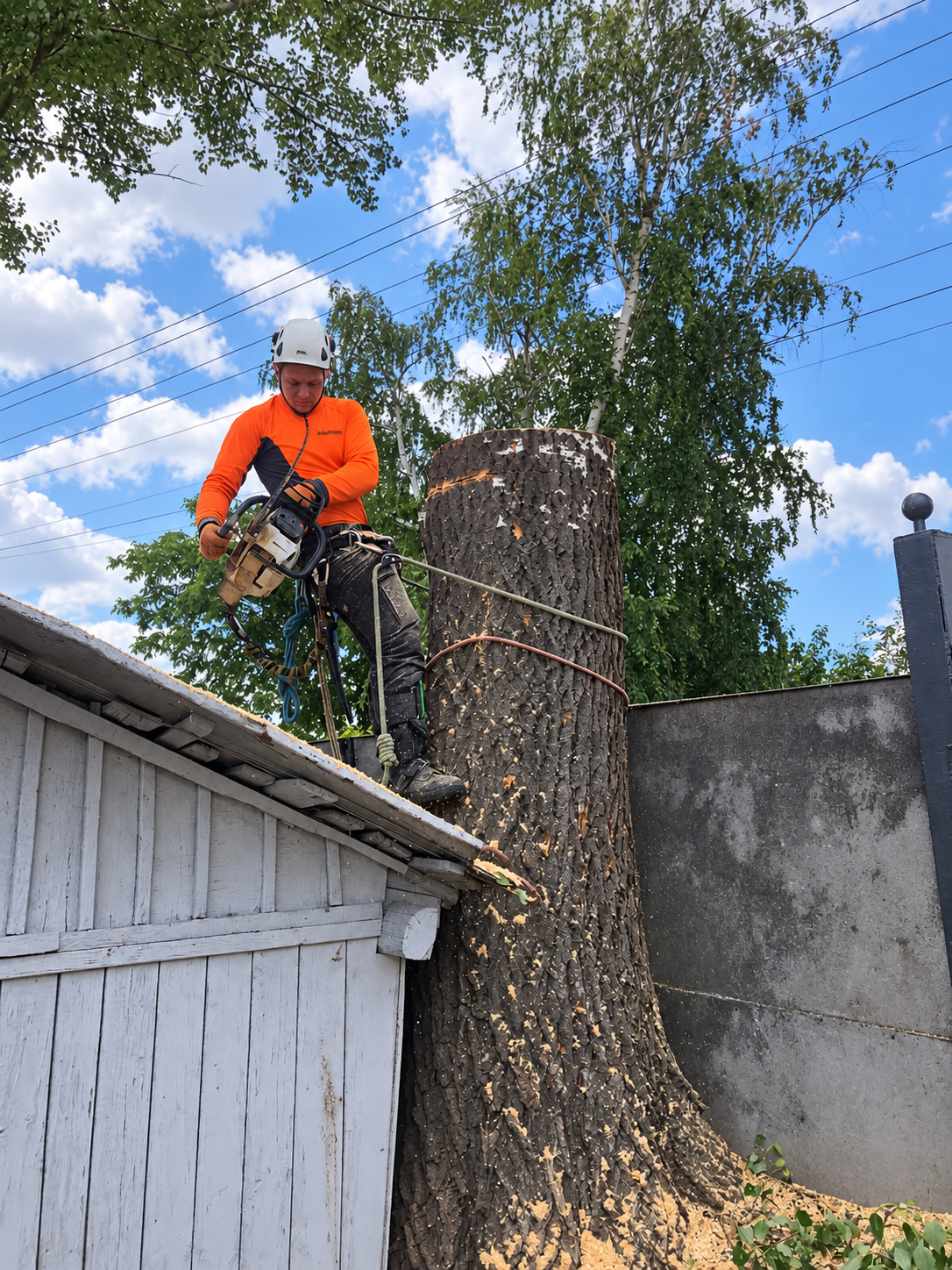 Arborysta z pilarką przy częściowo usuniętym pniu obok zabudowy